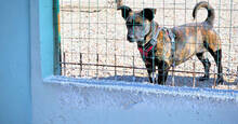 MASHA, Hund, Mischlingshund in Italien - Bild 10