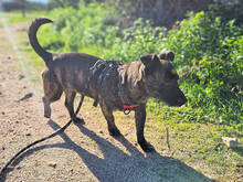 MASHA, Hund, Mischlingshund in Italien - Bild 11