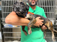 MASHA, Hund, Mischlingshund in Italien - Bild 21