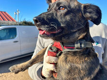 MASHA, Hund, Mischlingshund in Italien - Bild 3