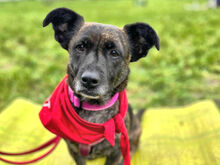 MASHA-09-2025, Hund, Mischlingshund in Düsseldorf