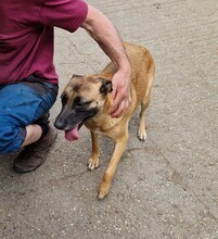 REKA, Hund, Malinois-Mix in Ungarn - Bild 1