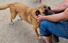 REKA, Hund, Malinois-Mix in Ungarn - Bild 2