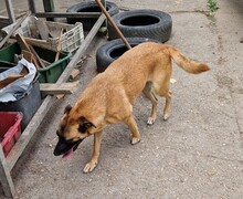 REKA, Hund, Malinois-Mix in Ungarn - Bild 4