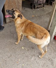 REKA, Hund, Malinois-Mix in Ungarn - Bild 6