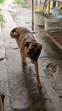 REKA, Hund, Malinois-Mix in Ungarn - Bild 7