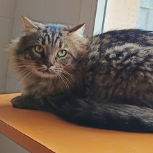 AZORES, Katze, Langhaar-Mix in Spanien - Bild 3