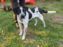 MERCEDES, Hund, Mischlingshund in Cuxhaven - Bild 3