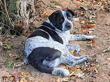 MERCEDES, Hund, Mischlingshund in Cuxhaven - Bild 4