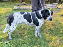 MERCEDES, Hund, Mischlingshund in Cuxhaven - Bild 6