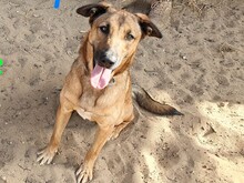 ZIPI, Hund, Labrador-Mix in Spanien - Bild 1