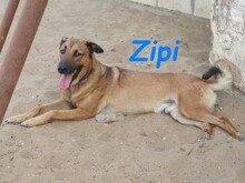 ZIPI, Hund, Labrador-Mix in Spanien - Bild 10