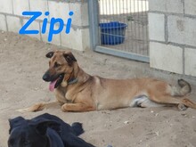 ZIPI, Hund, Labrador-Mix in Spanien - Bild 11