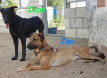 ZIPI, Hund, Labrador-Mix in Spanien - Bild 12