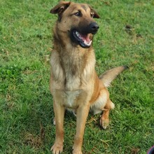 ZIPI, Hund, Labrador-Mix in Spanien - Bild 2