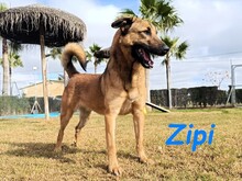 ZIPI, Hund, Labrador-Mix in Spanien - Bild 3