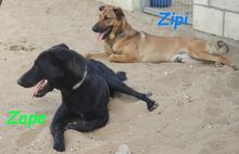 ZIPI, Hund, Labrador-Mix in Spanien - Bild 4