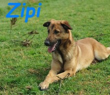 ZIPI, Hund, Labrador-Mix in Spanien - Bild 5