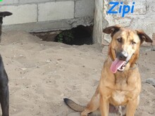 ZIPI, Hund, Labrador-Mix in Spanien - Bild 6