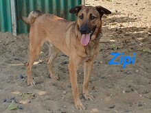 ZIPI, Hund, Labrador-Mix in Spanien - Bild 7