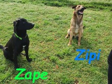 ZIPI, Hund, Labrador-Mix in Spanien - Bild 8