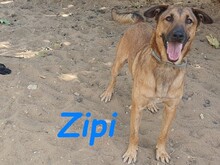 ZIPI, Hund, Labrador-Mix in Spanien - Bild 9