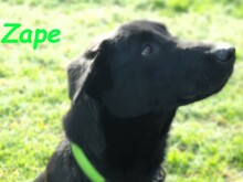 ZAPE, Hund, Labrador-Mix in Spanien - Bild 1