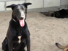 ZAPE, Hund, Labrador-Mix in Spanien - Bild 10