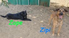 ZAPE, Hund, Labrador-Mix in Spanien - Bild 11