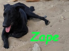 ZAPE, Hund, Labrador-Mix in Spanien - Bild 12