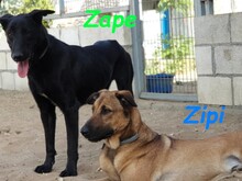 ZAPE, Hund, Labrador-Mix in Spanien - Bild 2