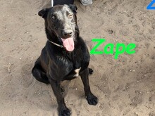 ZAPE, Hund, Labrador-Mix in Spanien - Bild 3