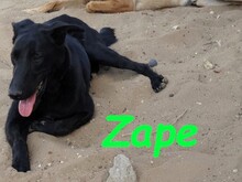 ZAPE, Hund, Labrador-Mix in Spanien - Bild 5