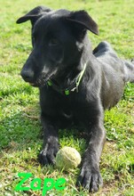 ZAPE, Hund, Labrador-Mix in Spanien - Bild 6