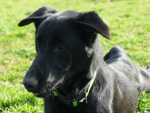 ZAPE, Hund, Labrador-Mix in Spanien - Bild 7