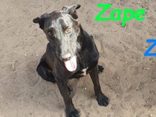 ZAPE, Hund, Labrador-Mix in Spanien - Bild 8