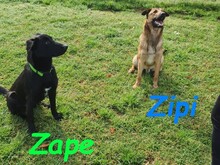 ZAPE, Hund, Labrador-Mix in Spanien - Bild 9