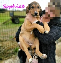 SOPHIE3, Hund, Mischlingshund in Griechenland - Bild 1