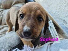 SOPHIE3, Hund, Mischlingshund in Griechenland - Bild 10