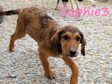 SOPHIE3, Hund, Mischlingshund in Griechenland - Bild 2