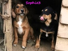 SOPHIE3, Hund, Mischlingshund in Griechenland - Bild 4