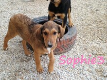 SOPHIE3, Hund, Mischlingshund in Griechenland - Bild 5