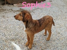 SOPHIE3, Hund, Mischlingshund in Griechenland - Bild 6