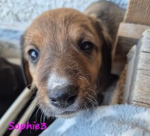 SOPHIE3, Hund, Mischlingshund in Griechenland - Bild 9