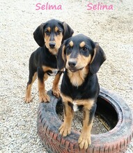 SELMA, Hund, Mischlingshund in Griechenland - Bild 3