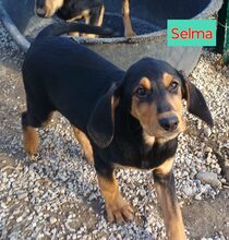 SELMA, Hund, Mischlingshund in Griechenland - Bild 4