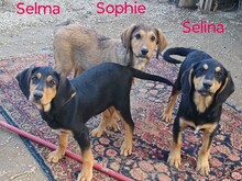 SELMA, Hund, Mischlingshund in Griechenland - Bild 5