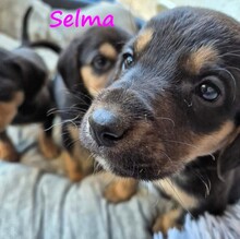 SELMA, Hund, Mischlingshund in Griechenland - Bild 8