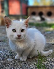 ELLI, Katze, Hauskatze in Kroatien