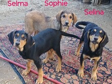 SELINA2, Hund, Mischlingshund in Griechenland - Bild 4